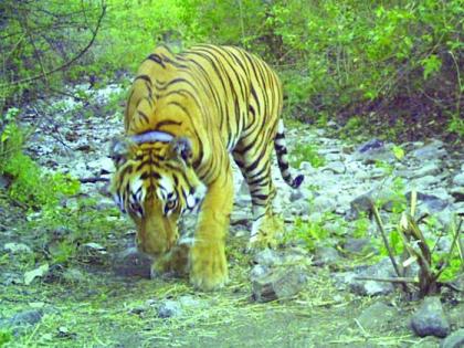 Tiger corridor; The problem of forest village rehabilitation | 'टायगर कॉरिडॉर'ला चालना; वन ग्राम पुनर्वसनाची समस्या