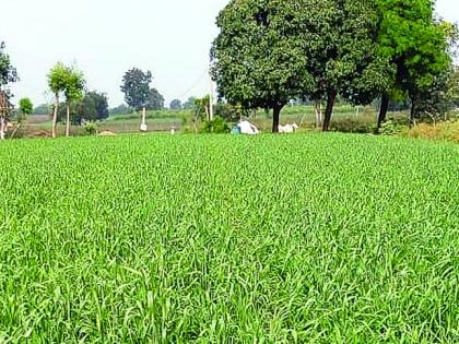 Wheat production will decline by 25% | गव्हाच्या उत्पादनात होणार २५ टक्क्याने घट