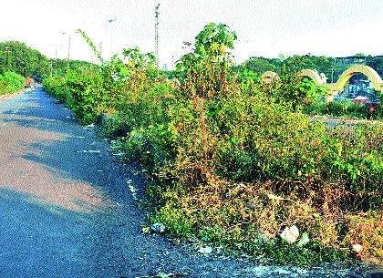 Pacea Bougainvillea's ... | पसारा बोगनवेलीचा...