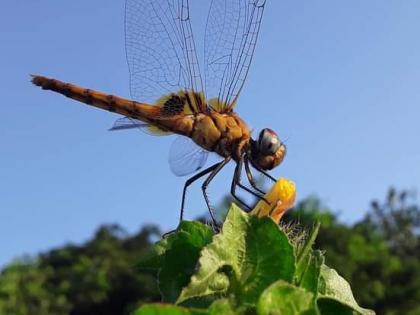 Monster flying in Bhandup; Clever, dragon fly | भांडुपमध्ये उडणारा राक्षस; चतुर, ड्रॅगन फ्लाय