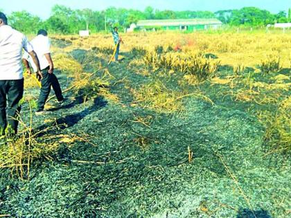 In the area of ​​nine cattle in the area of ​​Anandvan area, | आनंदवन परिसरातील नऊ एकरातील जनावरांचा चारा जळून खाक