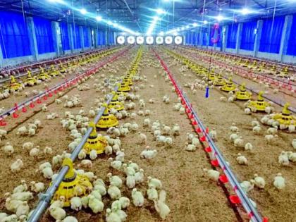 Farmer's automatic poultry farming | शेतकऱ्याचे स्वयंचलित कुक्कुट पालन