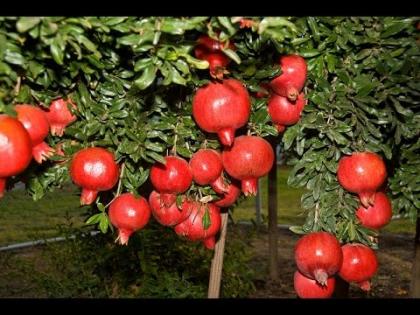 Pomegranate prices plummeted | डाळिंबाचे बाजारभाव कोसळले