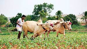 Accelerate agricultural sowing in rocky areas | खडकी परिसरात शेतीच्या पेरणी कामांना वेग