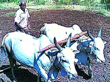 Leaseholder farmers will be deprived of help | वनहक्क पट्टेधारक शेतकरी राहणार मदतीपासून वंचित