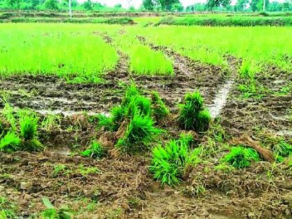 Due to lack of planting of paddy, the farm lands became dry | धानपिकाच्या रोवणीअभावी शेतजमिनी झाल्या कोरड्या