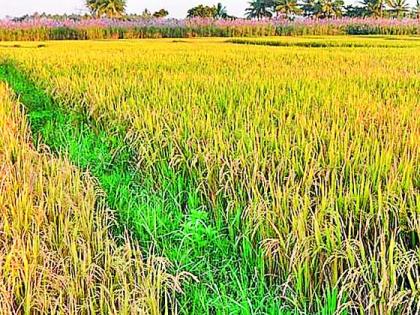 17 crore target of crop loan increased | १७ कोटींनी पीक कर्जाचे उद्दिष्ट वाढले