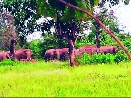 Wild elephants on the way back? Herds roam in the Tipagad hilly area | जंगली हत्ती परतीच्या वाटेवर? टिपागड पहाडी परिसरात फिरताहेत कळप