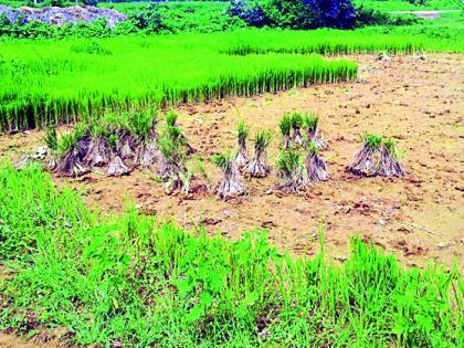 Gondiya district declares drought affected | गोंदिया जिल्हा दुष्काळग्रस्त जाहीर करा