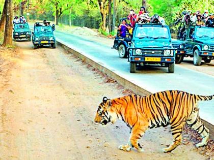 15 thousand tourists made 'jungle safari' | १५ हजार पर्यटकांनी केली ‘जंगल सफारी’