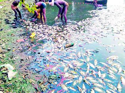 Thousands of fish in the Risama lake die | रिसामा तलावातील हजारो माशांचा मृत्यू