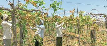 Let the corona avert the crisis, let the grape season flourish | कोरोना संकट टळू दे, द्राक्ष हंगाम बहरू दे