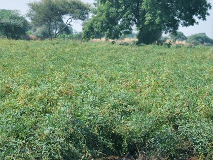 The record of pigeon peas in drought | दुष्काळावर मात करीत तुरीचे विक्रमी उत्पन्न