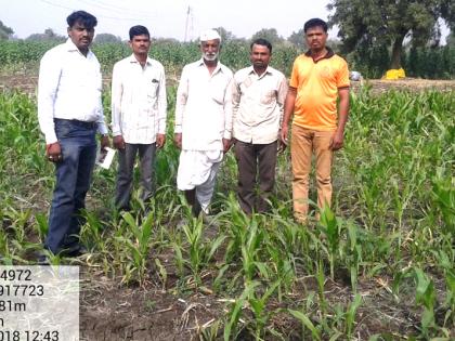 Distribution of 5 thousand kg corn seed by 'Spirit' | ‘आत्मा’तर्फे ५ हजार किलो मका बियाणांचे वाटप