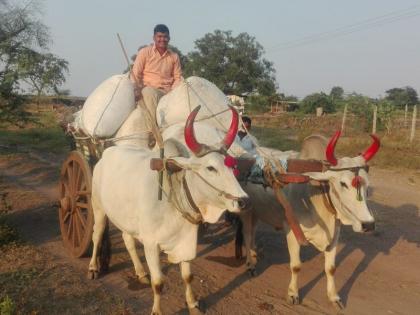 Production of cotton this year decline | यावर्षी कापसाचे उत्पादन जेमतेमच