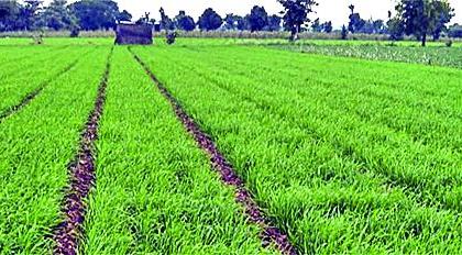 The rabi crops on 22 thousand hector area | २२ हजार हेक्टरवर बहरली रब्बीची पिके!