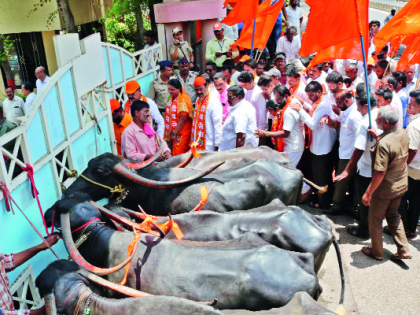 The anger of the cattle feed of Gokul | ‘गोकुळ’च्या पशुखाद्य दरवाढीवरून संताप