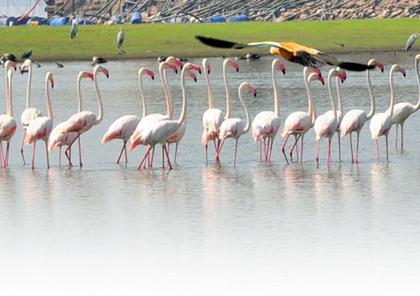 Mast Baharla Bird Fair near Ujjain, no one came here to play in peace | उजनीकाठी मस्त बहरला पक्ष्यांचा मेळा, कुणी ना येई इथे शांतता मनसोक्त खेळा...!