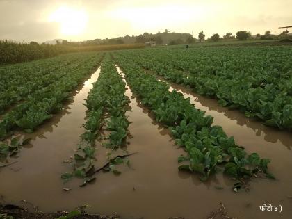 Crop damage due to continuous rains | सततच्या पावसाने पिकांचे नुकसान