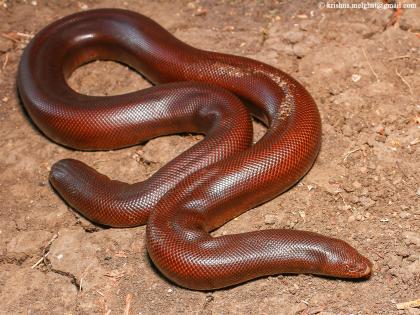 The forehead snake is in the possession of the forest department | मांडूळ साप वनविभागाच्या ताब्यात