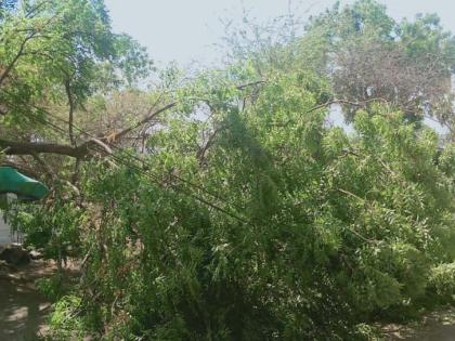 Trees fell on power lines in Gurukulnagar | गुरुकूलनगरात वीज तारांवर झाड कोसळले Trees fell on power lines in Gurukulnagar | गुरुकूलनगरात वीज तारांवर झाड कोसळले