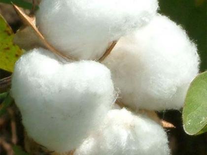Cotton shopping center started in Nandurbar | नंदुरबारात कापूस खरेदी केंद्र सुरू Cotton shopping center started in Nandurbar | नंदुरबारात कापूस खरेदी केंद्र सुरू