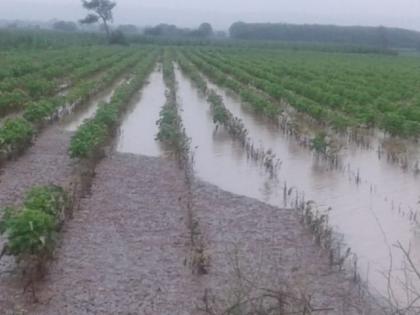 Insured crop yields on 7,000 hectares | सात हजार हेक्टरवरील पिकांचा उतरवला विमा Insured crop yields on 7,000 hectares | सात हजार हेक्टरवरील पिकांचा उतरवला विमा