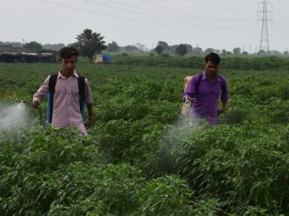 Inflammation of these fish: white on black pepper | बामडोदला मिरचीवर पांढ:या माशींचा प्रादुर्भाव