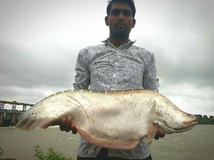 ‘Patola’ fish found in Tapi container | तापी पात्रात आढळला ‘पतोला’ मासा ‘Patola’ fish found in Tapi container | तापी पात्रात आढळला ‘पतोला’ मासा