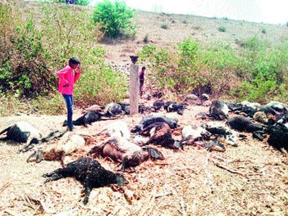 68 sheep deaths in Khandekevla | खडकदेवळा येथे ६८ मेंढ्यांचा मृत्यू