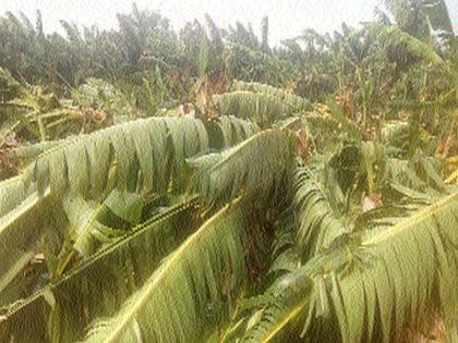 Rainfall in Chinawal area, damaged by wind storms | चिनावल परिसरात पाऊस, वादळी वाऱ्यांनी नुकसान