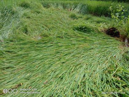 Orchards hit with paddy in Peth taluka! | पेठ तालुक्यातील भातासह फळबागांना फटका!