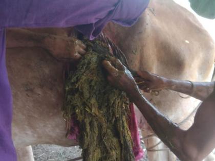 35 kg plastic removed from cow's stomach | गाईच्या पोटातून काढले ३५ किलो प्लॅस्टिक