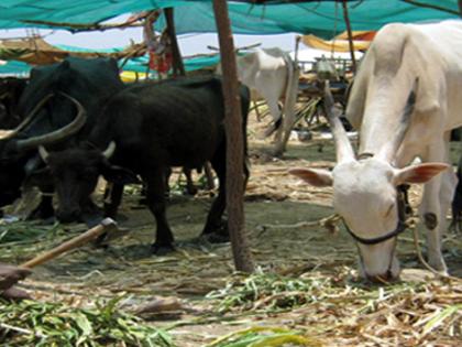 Parbhani: Start fodder camps in drought-hit areas | परभणी : दुष्काळी भागात चारा छावण्या सुरू करा