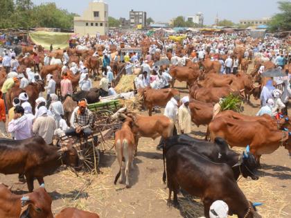 Parbhani: The hunger of animals which is due to fate | परभणी : चाऱ्याअभावी होतेय जनावरांची उपासमार