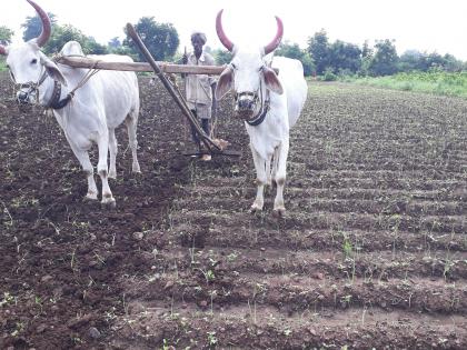 Heavy rains hit the onion | अती पावसाने कांद्याला फटका