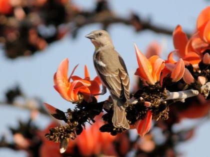 Now ‘Juice Center’ for birds, ‘Chatak’ will be implemented | आता पक्ष्यांसाठी ‘ज्यूस सेंटर’, ‘चातक’चा राबवणार उपक्रम