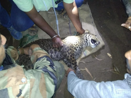 Death of a leopard found in Chorajwadi | चोरजवाडीत मरणासन्न स्थितीत आढळलेल्या बिबट्याला जीवदान