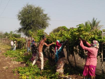 The rush to harvest the crops, the pruning of the weeds, the laborers do not know | पिकांच्या काढणीची लगीनघाई, खरड छाटणीला मजुरांचा पत्ताच नाही