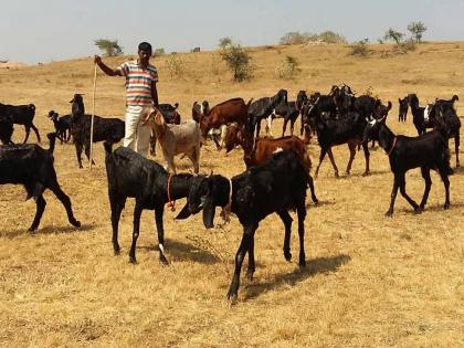 Drought situation in the eastern part of Sinnar | सिन्नरच्या पूर्वभागात दुष्काळसदृश स्थिती