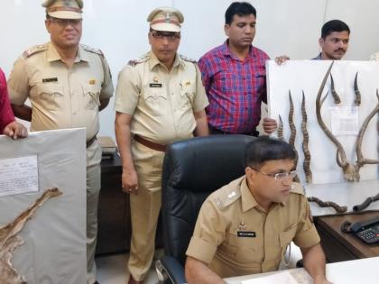 The gang that smuggled horns along with Mriganj, was seized in Mumbra | मृगाजीनसह शिंगांची तस्करी करणारी टोळी मुंब्य्रात जेरबंद