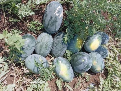 Farmers have to sell eight kilos of watermelon just for 20 rupees! | भाव मिळेना, २० रुपयांत विकावे लागताहेत आठ किलो टरबूज!