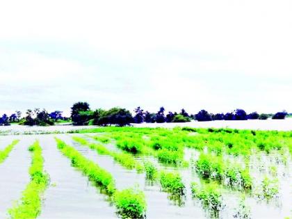 500 acres of crops in flood waters | ५०० एकरातील पिके पुराच्या पाण्यात