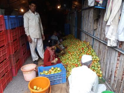 Tomato 1 kg kg | टमाटा १ रुपया किलो