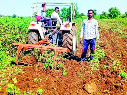 The farmer turned the plow into cotton | शेतकऱ्याने कपाशीत फिरविला नांगर