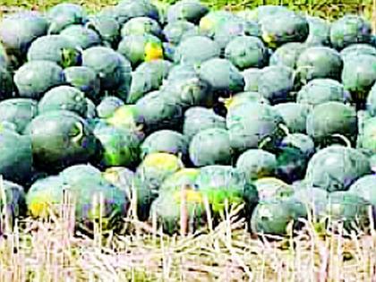 Transformed into a watermelon crop in Ner | नेरमध्ये टरबुजाच्या पिकावर संक्रांत Transformed into a watermelon crop in Ner | नेरमध्ये टरबुजाच्या पिकावर संक्रांत