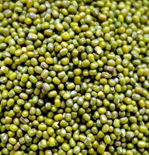 Pusadala grew up in Urid and Mugha | पुसदला उडीद, मुगाची आवक वाढली