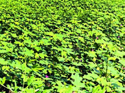 65 percent of monsoon crop in the district | जिल्ह्यातील पिकांची नजर पैसेवारी ६५ टक्के