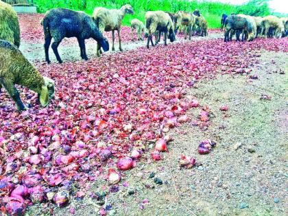  Onion was stored in chawls | चाळीत साठविलेला कांदा सडू लागला