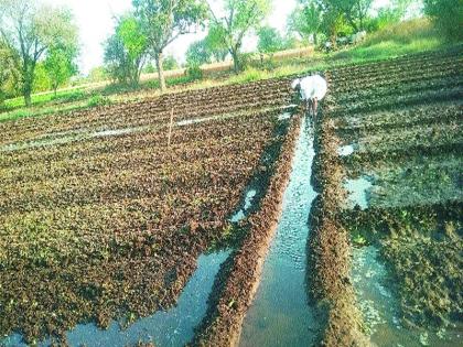 Summer onion harvesting in the East | पूर्व भागात उन्हाळ कांद्याची काढणी